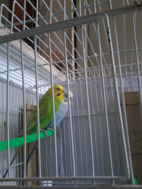 Accoppiamento