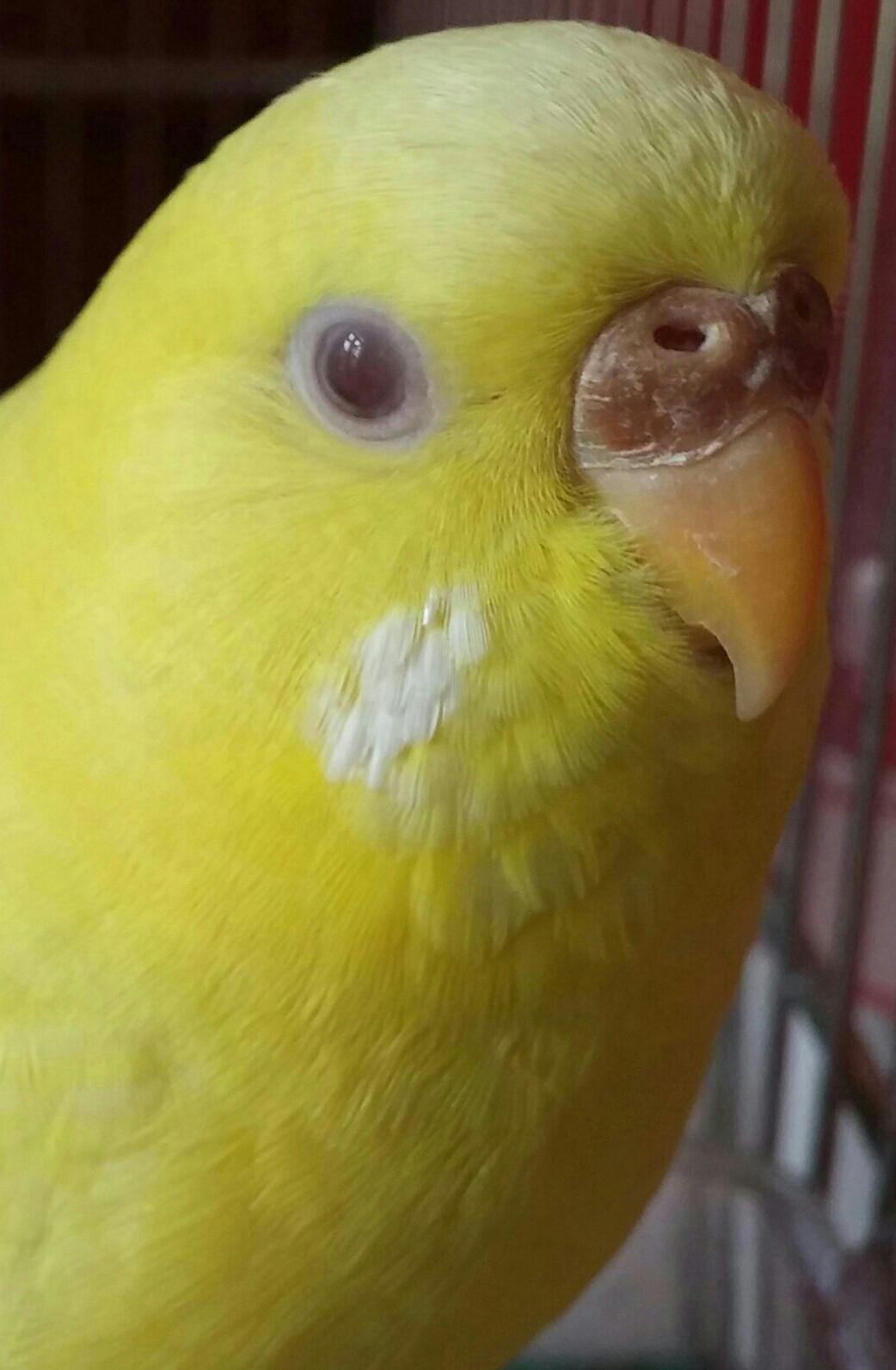 Devo mettere il nido?