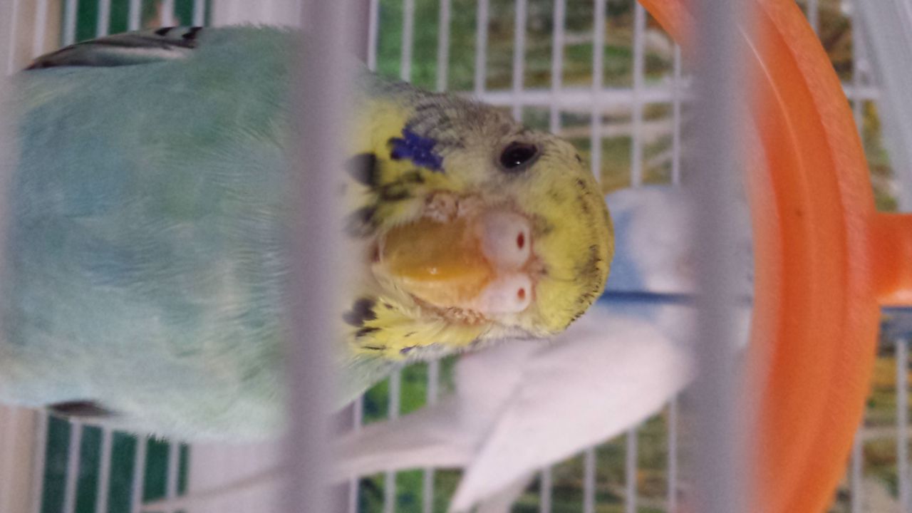 BECCO