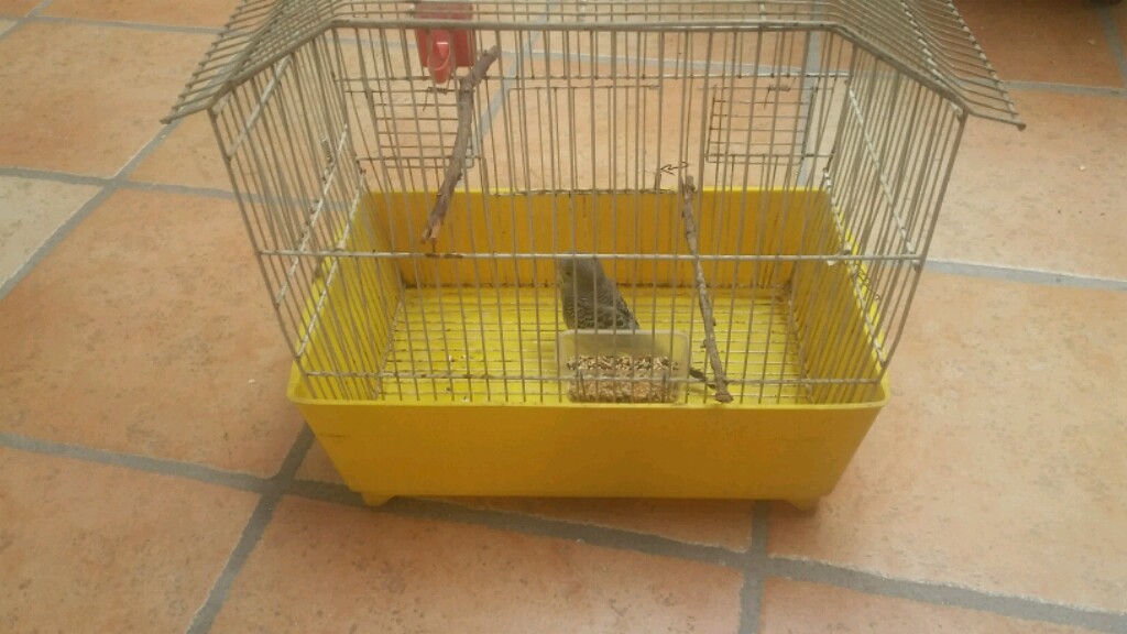 Gabbia per la quarantena