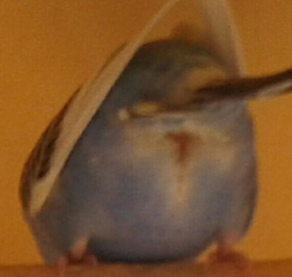 cloaca gonfia ...