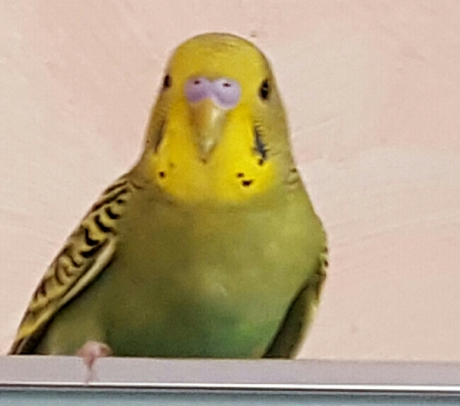 Sesso Pepito