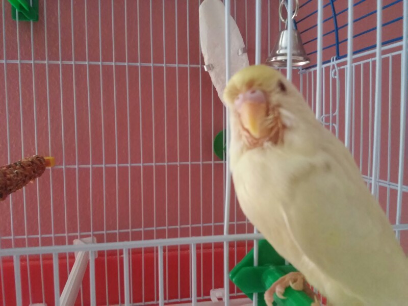 primo coco