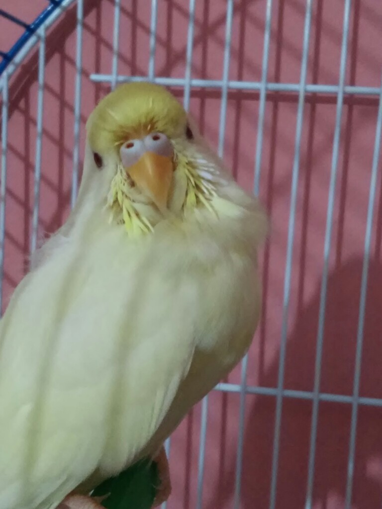 sesso coco
