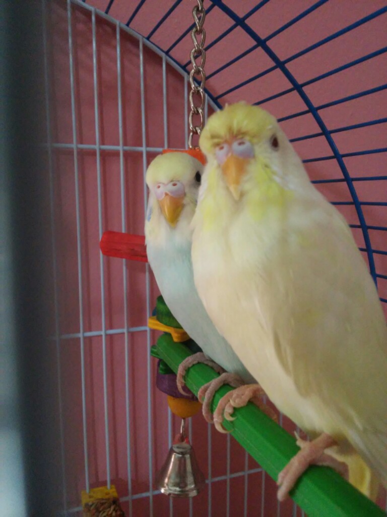 sesso coco