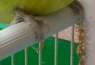 Zampe con scabbia??