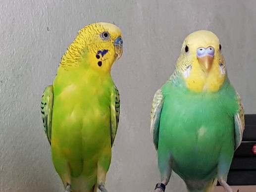 Sesso e età 