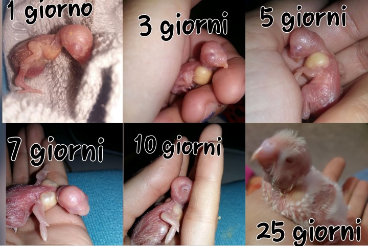 Allevamento a
mano,forzato dal primo
giorno