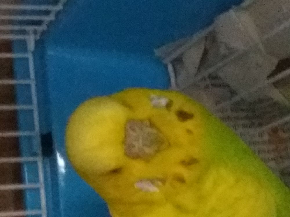 àË scabbia??