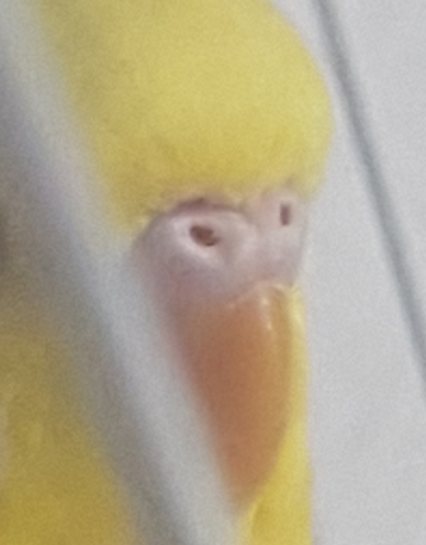 SESSO COCORITE