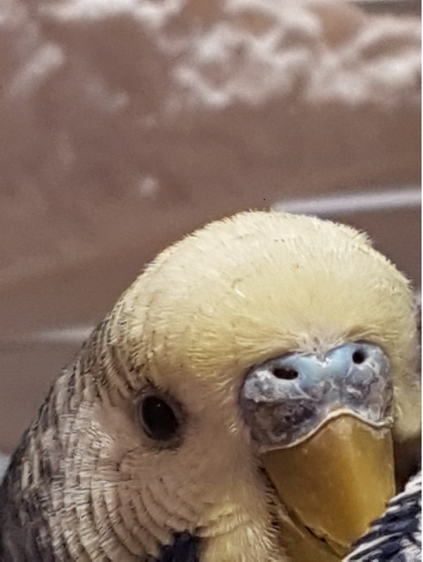 E  scabbia?