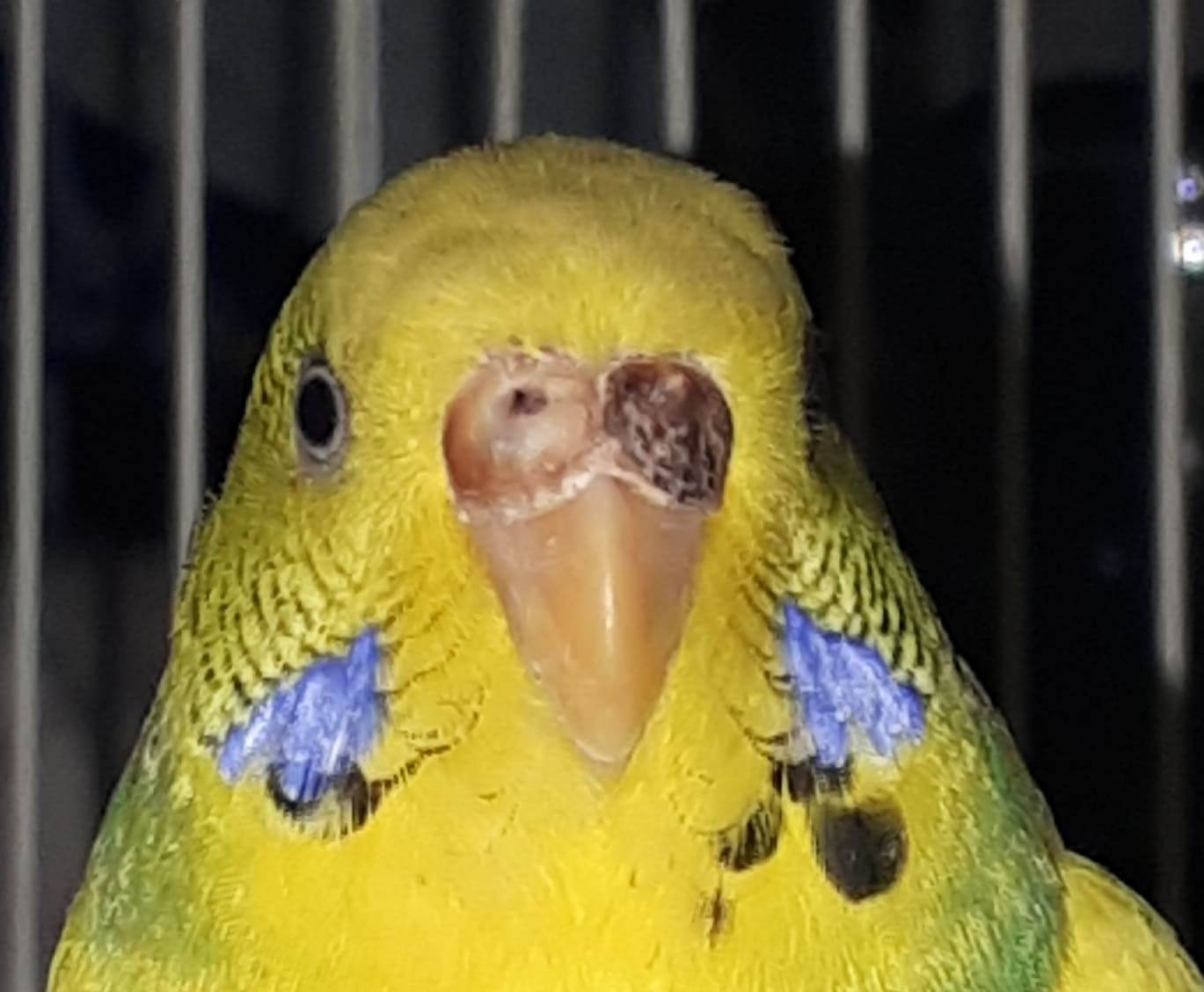 Colore della cera strano