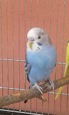 Età e sesso dei 2 Coco