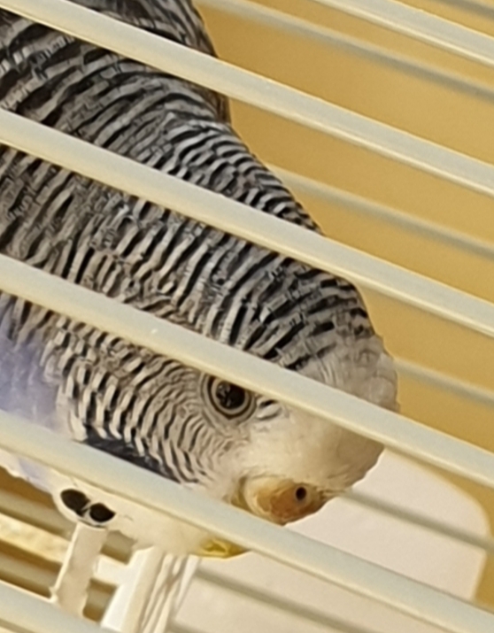 Sesso coco