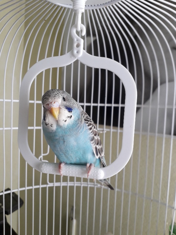 Sesso coco
