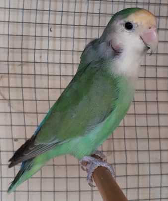 Piume mancanti intornoal
collo
