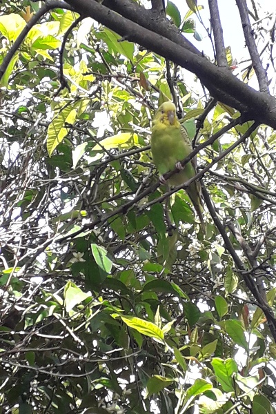 Coco selvatica