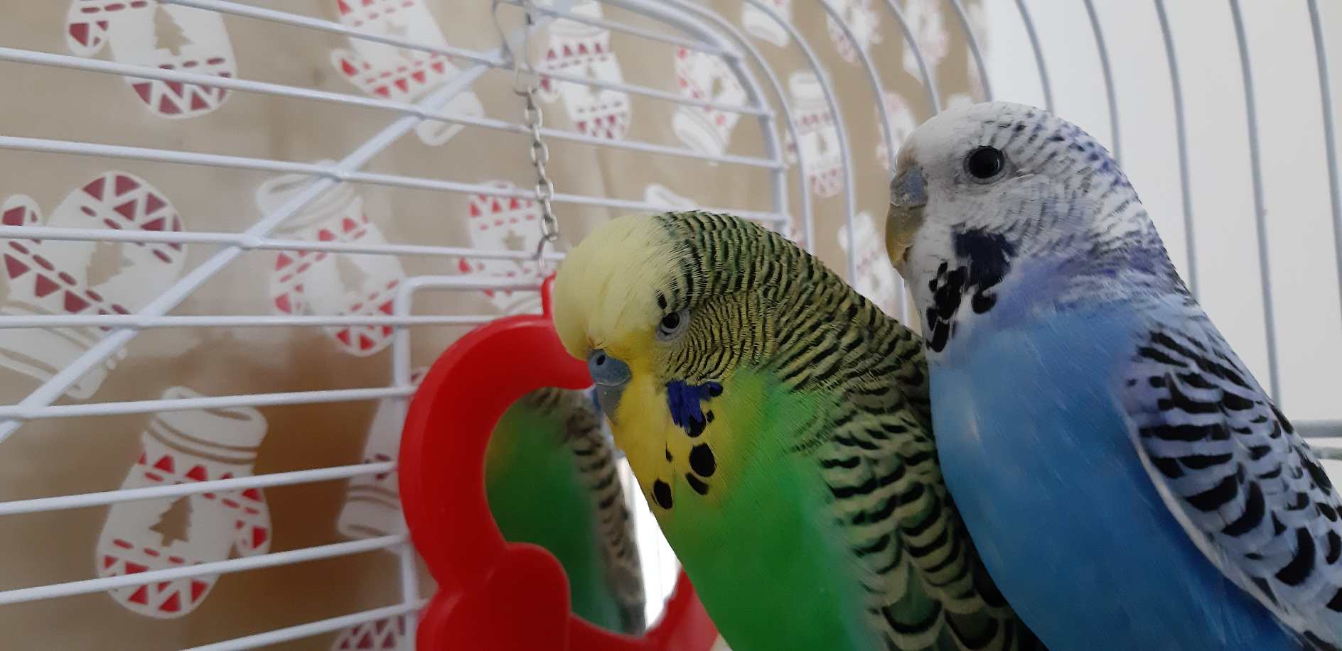 Coco malata,  spero...