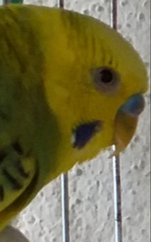 Becco