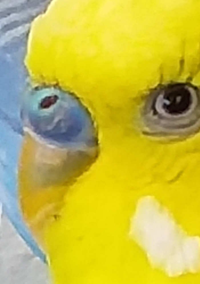 Becco
