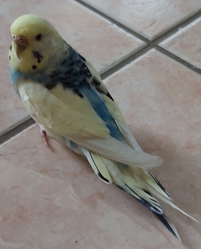 Mutazione