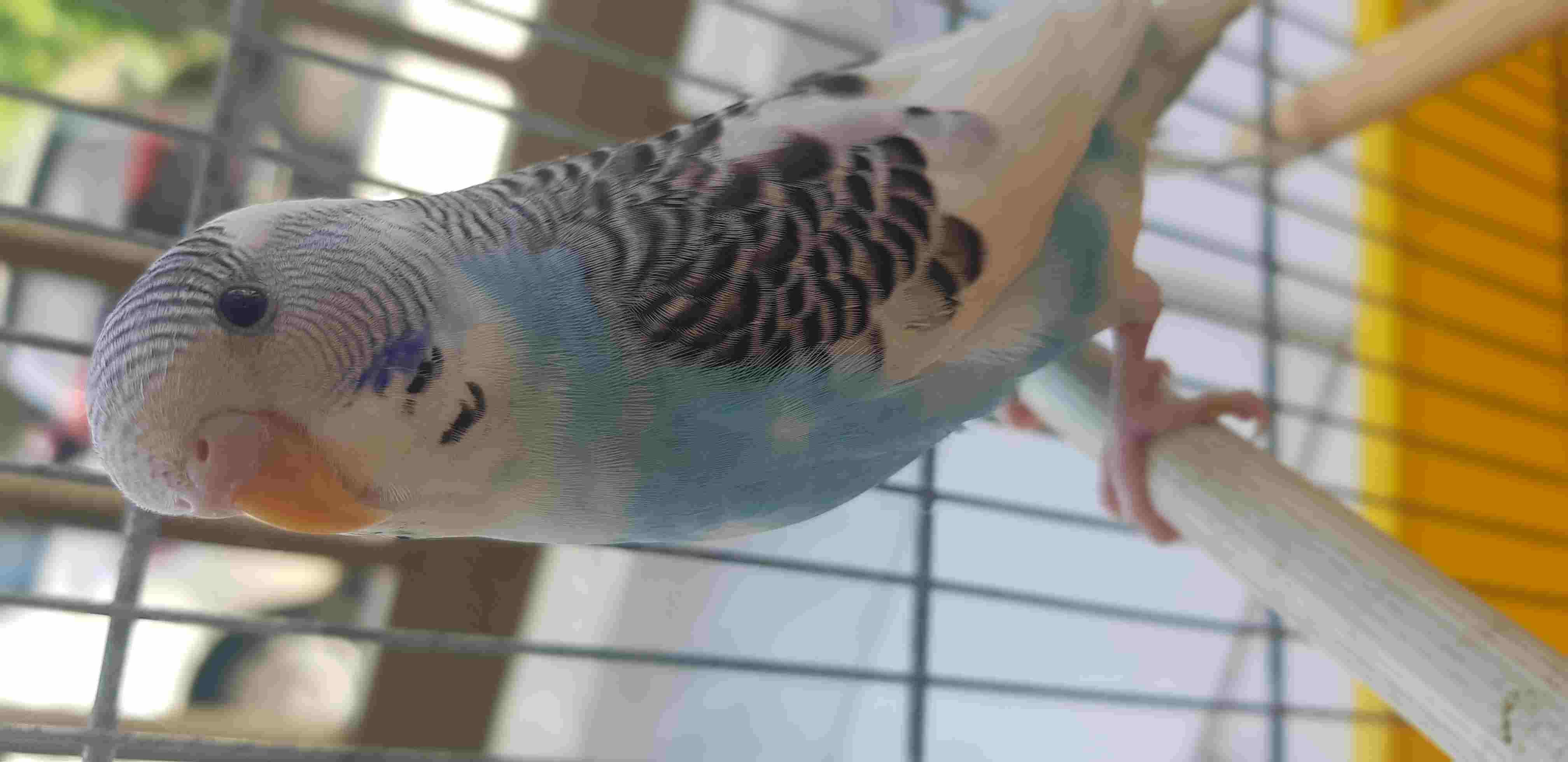 Becco coco