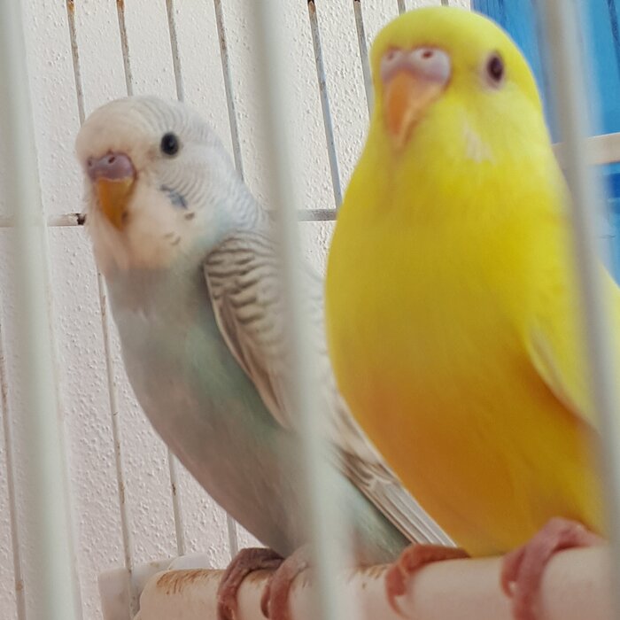Sesso coco