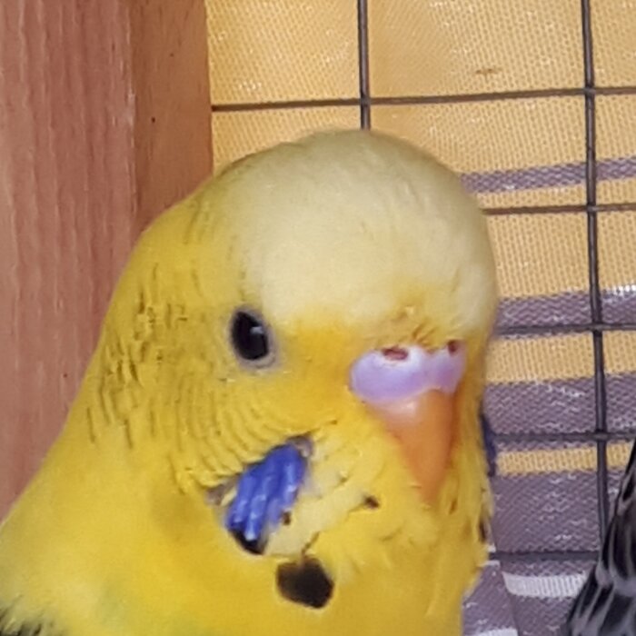 Sesso coco
