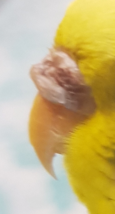 Cera screpolata