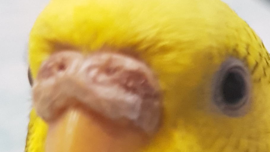 Cera screpolata