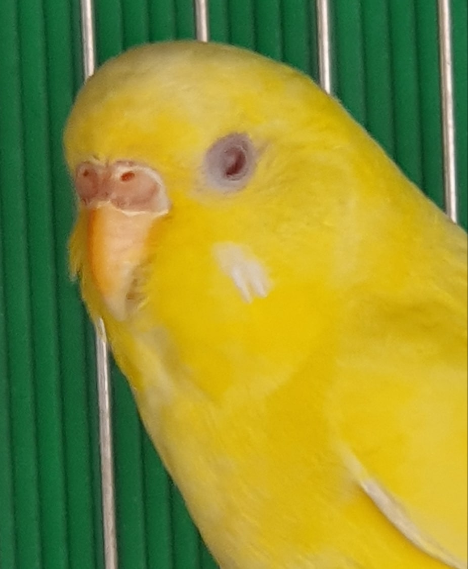 Coco albina e lutina