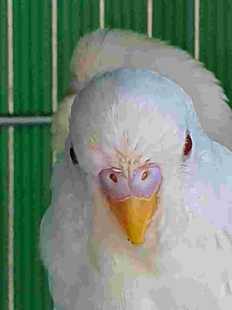 Coco albina e lutina