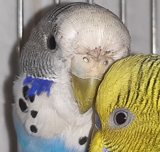 Cera cocorita
