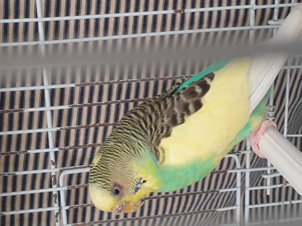 Occhio giallo