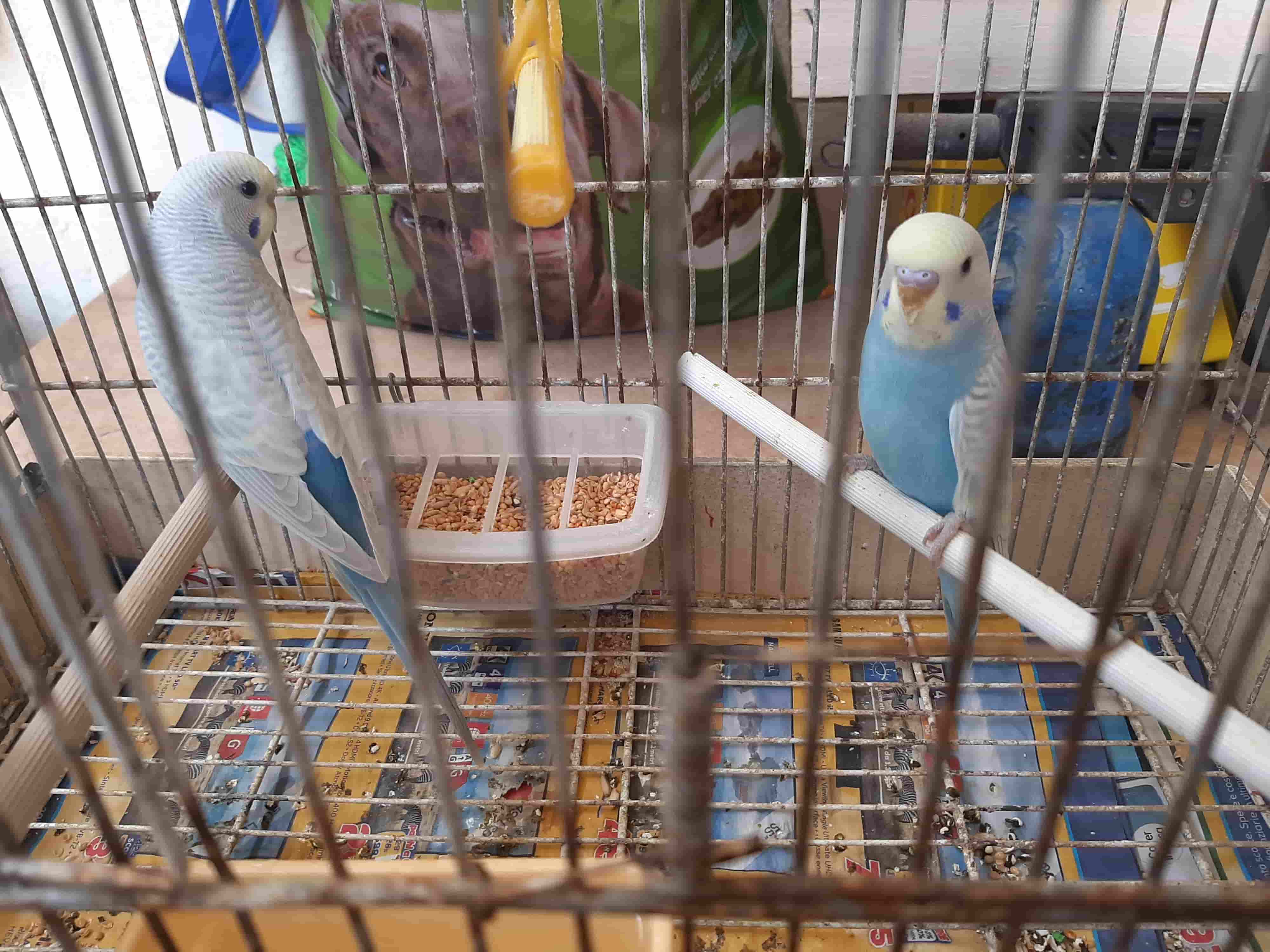 Mutazione coco