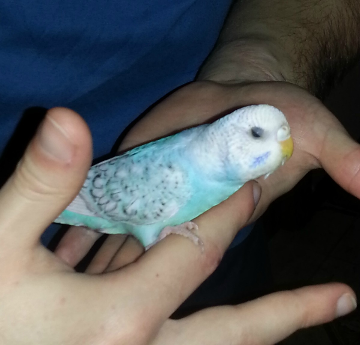 3° cova della mia Chichi