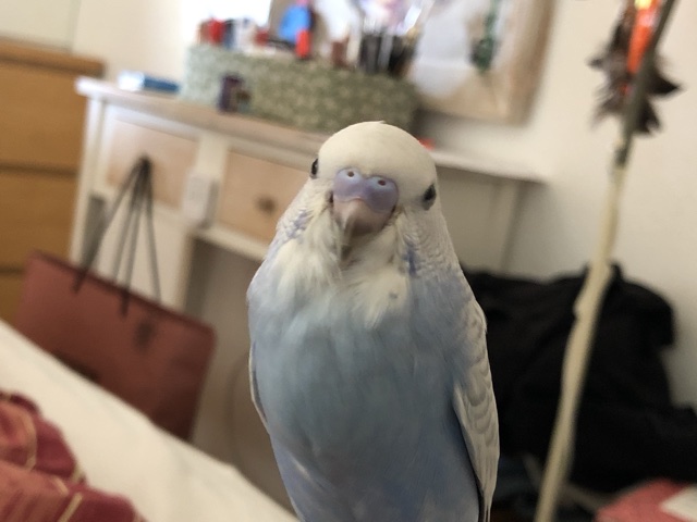 Bellissimo cockrito
maschio o femmina e
mutazione?