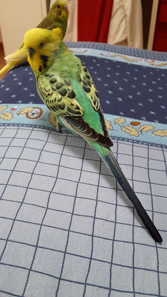 mutazione coco!