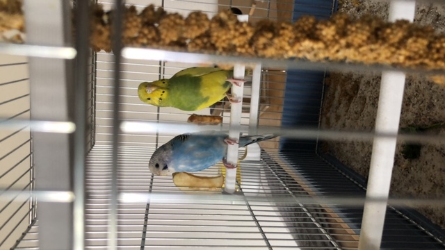 2 coco femmine