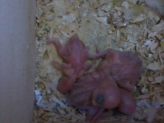 i miei 3 pulleti!
