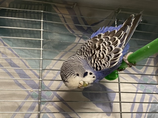 Coco femmina forse
malata ?