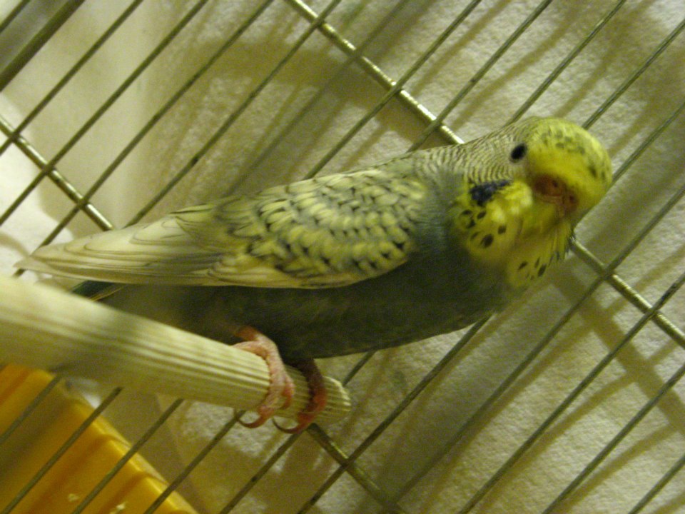 Alcuni miei coco!