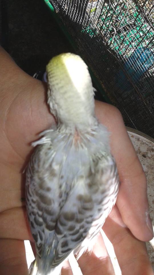 Mi presento
