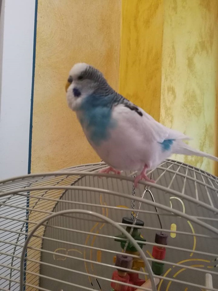 la mia coco ਠin
sovrappeso?