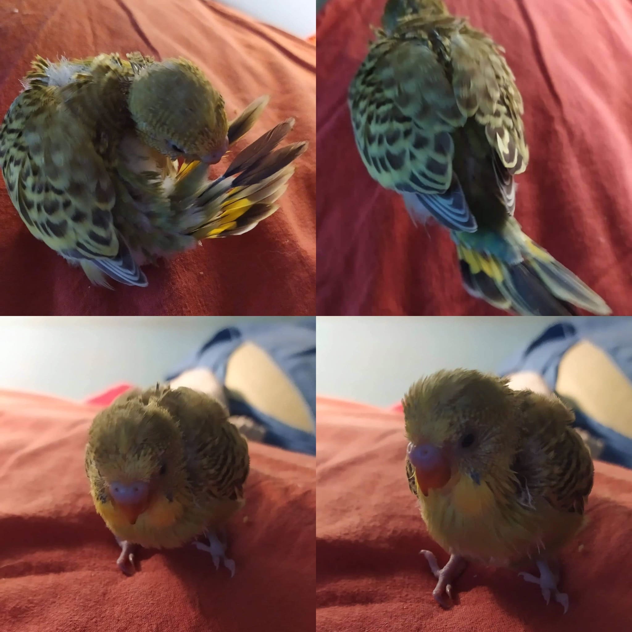 Kiki, imbecco nuovo
pullo