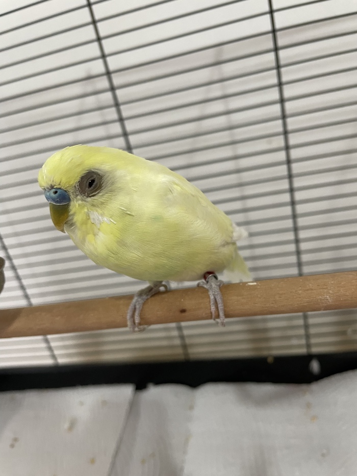 occhio gonfio