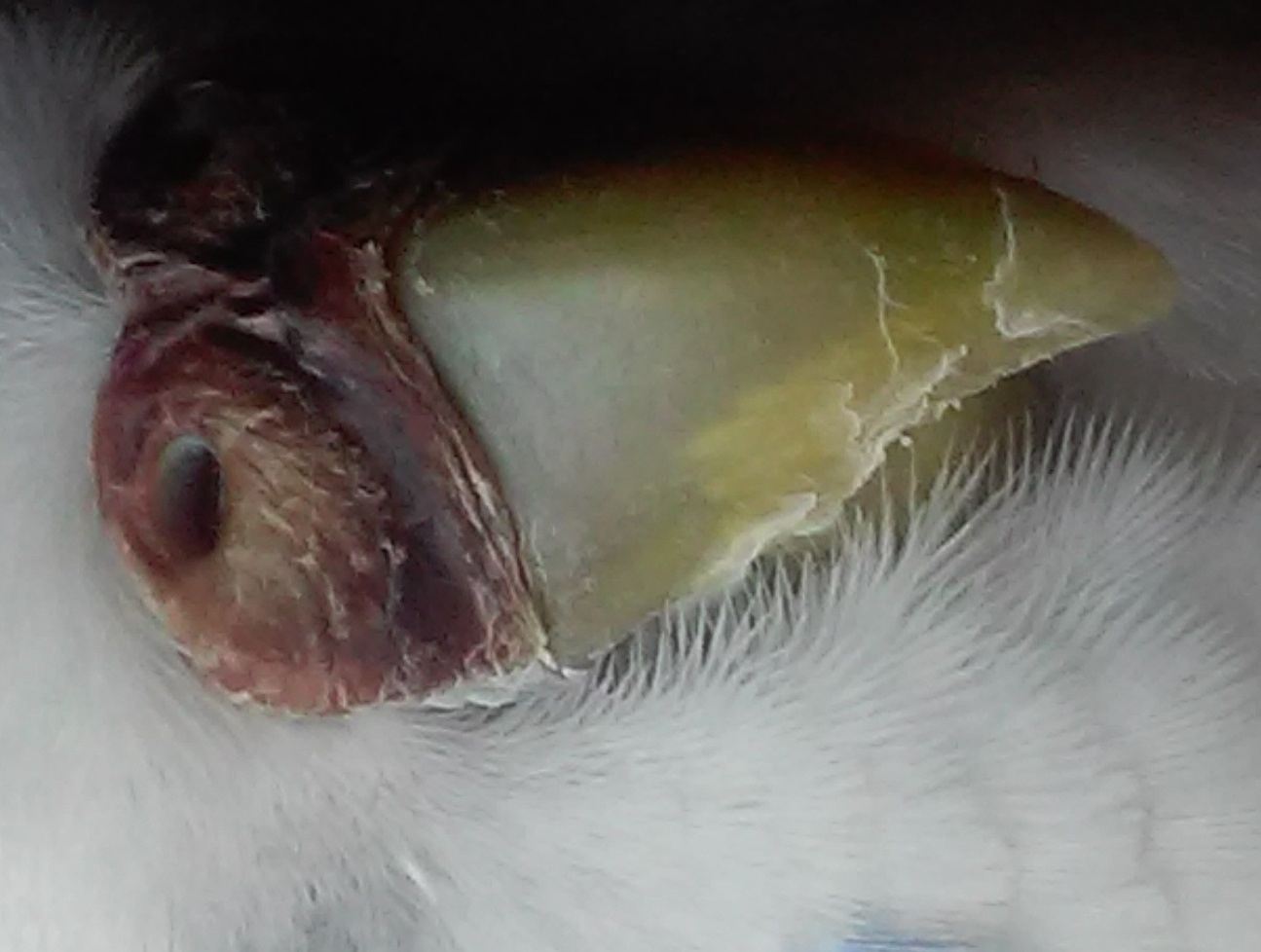 Cera Cocorita
Leggermente Screpolata