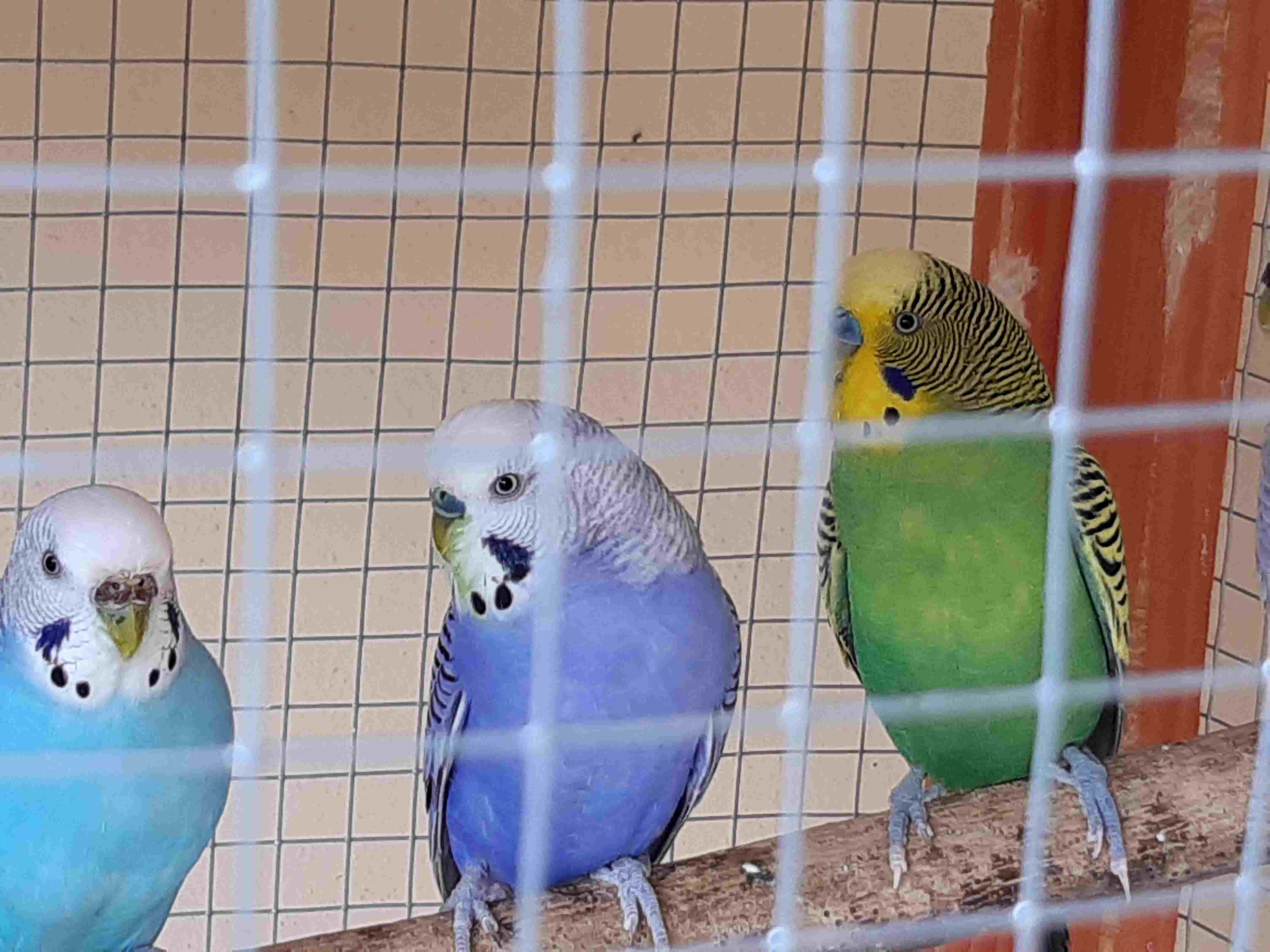 Mutazione coco.