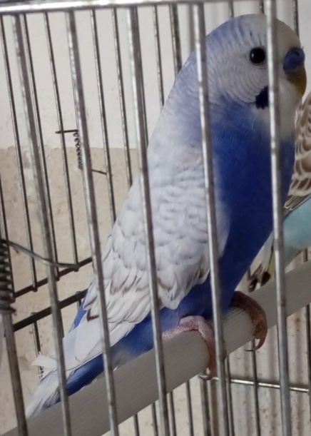 Che mutazione ਠil mio
coco?