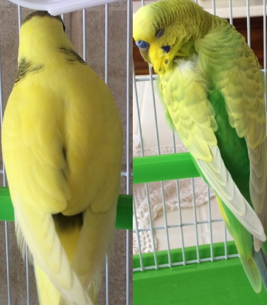 Mutazioni